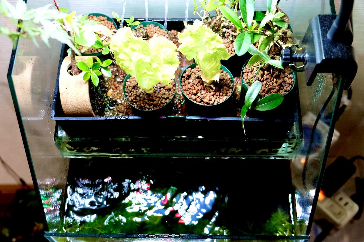 小さな水槽から地球環境を考える。サカナといっしょに植物を