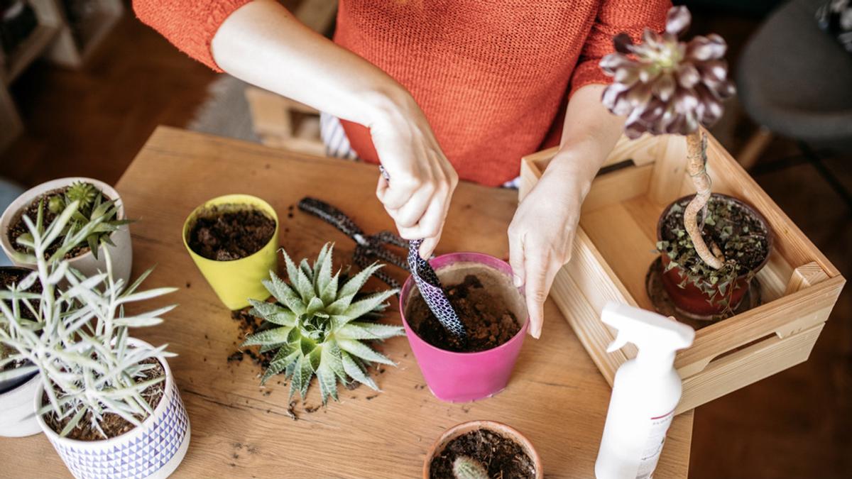 多肉植物の育て方でよくある勘違い | ROOMIE（ルーミー）