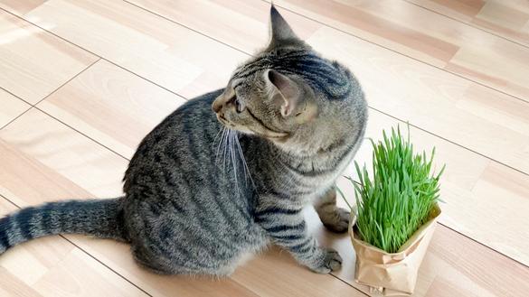 無印良品に「理想の猫草」があるなんて！ 育てやすくて手入れもラクで