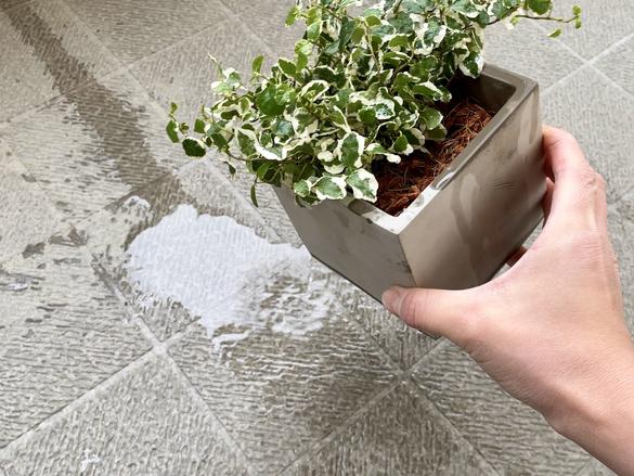 部屋で植物を育てるときには 土の代用チップ が大正解だった Roomie ルーミー 部屋で植物を育てるときには 土の代用チップ が大正解だった Roomie ルーミー