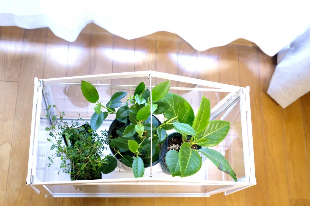 インドアグリーンを枯らさないために導入したIKEAの「ミニ温室」には、植物にも育てる私たちにもメリットがありました | ROOMIE（ルーミー）