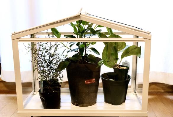 インドアグリーンを枯らさないために導入したikeaの ミニ温室 には 植物にも育てる私たちにもメリットがありました Roomie ルーミー