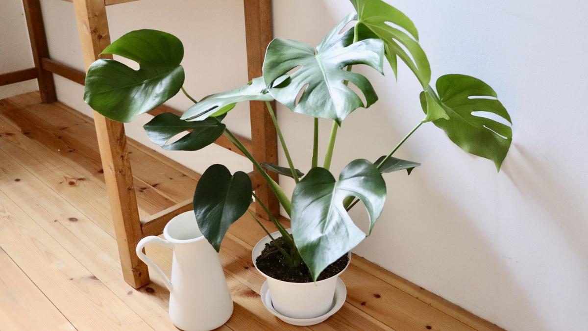 植物初心者には、お世話が簡単で成長の早いIKEAの「モンステラ」がおすすめ ！ | ROOMIE（ルーミー）