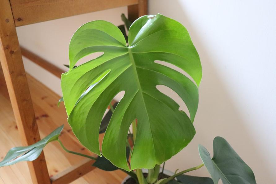 IKEA 「モンステラ」 新しい葉っぱ