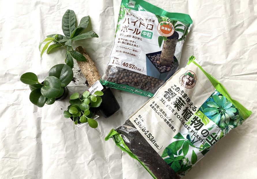 DAISO 「2号観葉植物アソート各種」