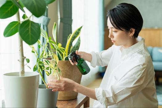 室内の観葉植物21選！おすすめ＆おしゃれなものをプロが厳選｜虫対策も聞きました ROOMIE（ルーミー）