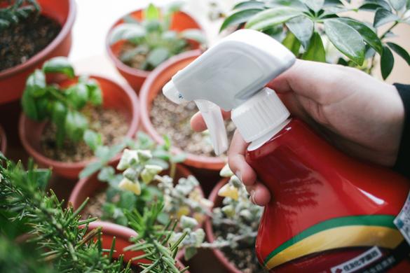 観葉植物の虫対策って プロ直伝 虫対策 とおすすめアイテム14選 Roomie ルーミー
