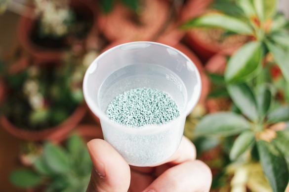 観葉植物の虫対策って プロ直伝 虫対策 とおすすめアイテム14選 Roomie ルーミー