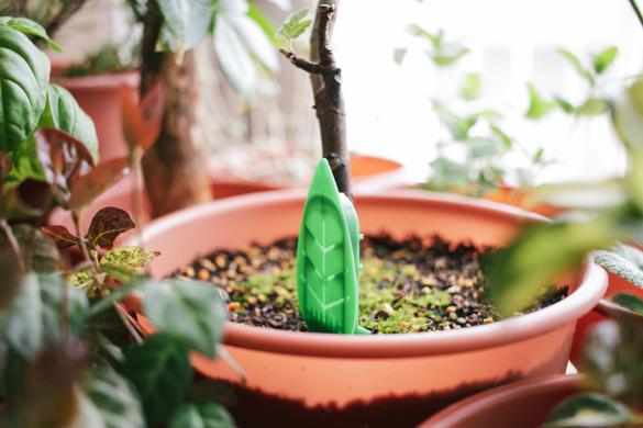観葉植物の虫対策って プロ直伝 虫対策 とおすすめアイテム14選 Roomie ルーミー