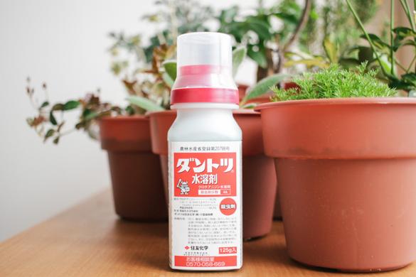 観葉植物の虫対策って プロ直伝 虫対策 とおすすめアイテム14選 Roomie ルーミー