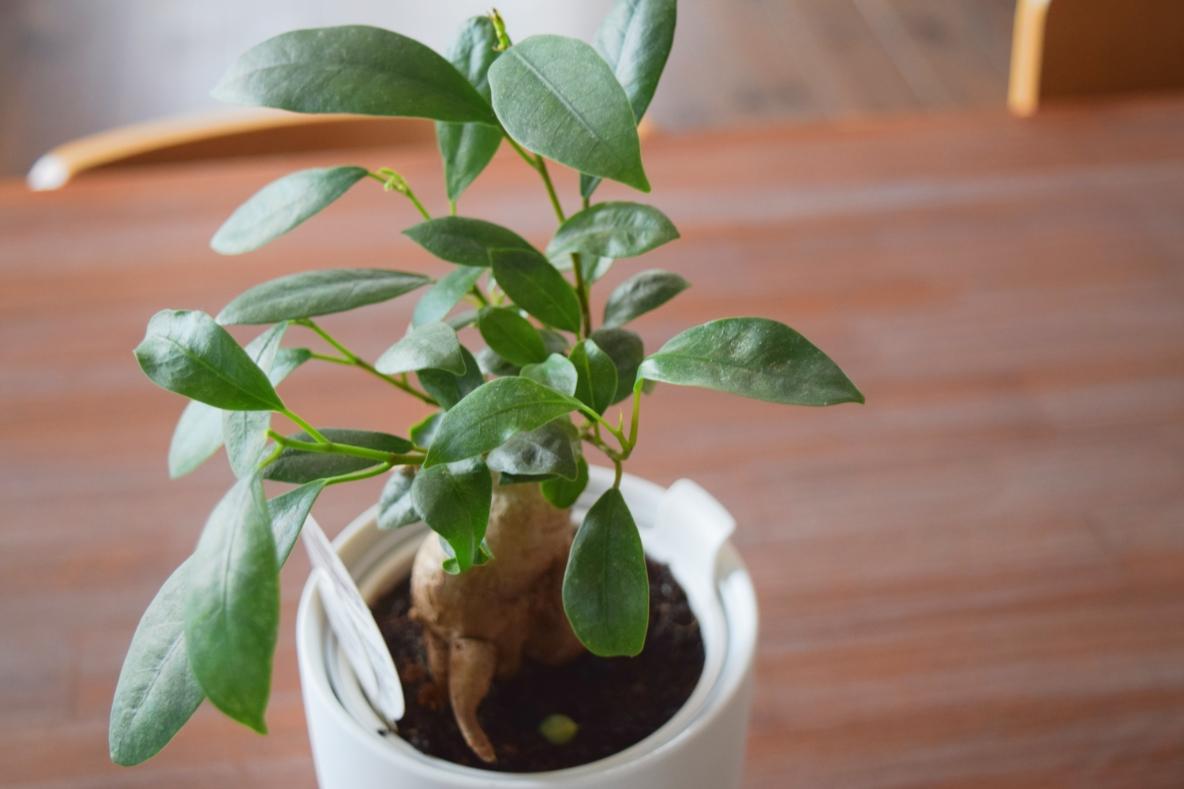 無印良品の植物を買ってみた。水やりの量やタイミングが掴みやすい理由はね… | ROOMIE（ルーミー）