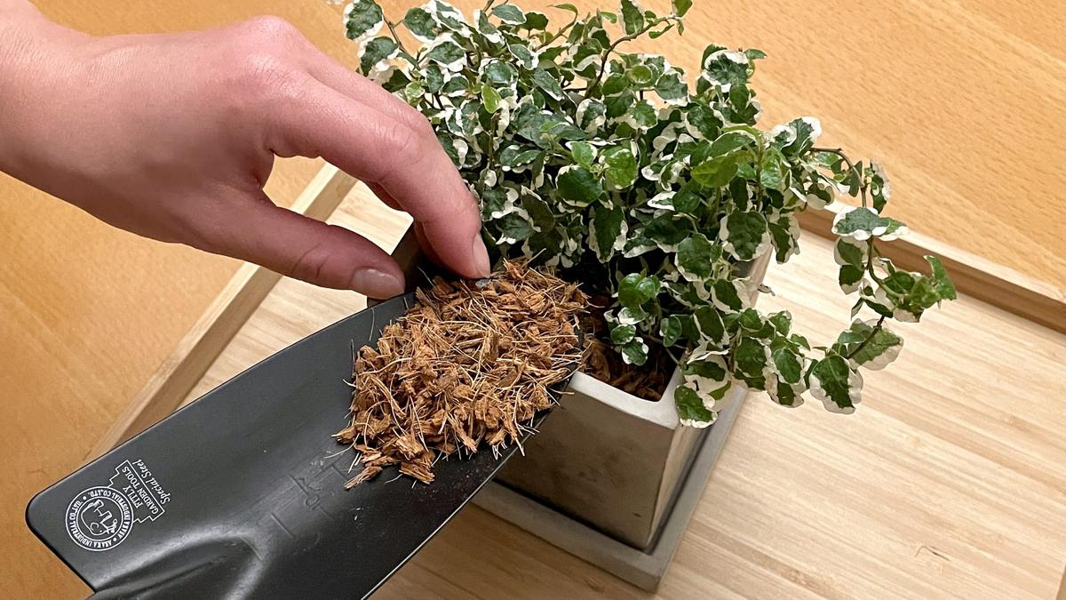 3種可代替室內觀賞植物土壤的「園藝土」,優異的透氣性和保水性,還能防蟲 3種可代替室內觀賞植物土壤的「園藝土」,優異的透氣性和保水性,還能防蟲