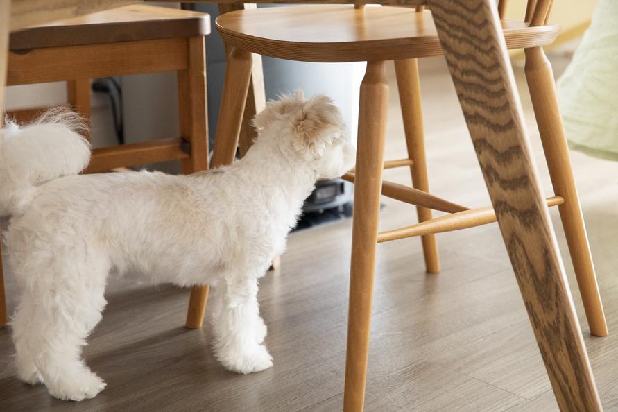 愛犬・ピグちゃんがテーブルの下に隠れている様子