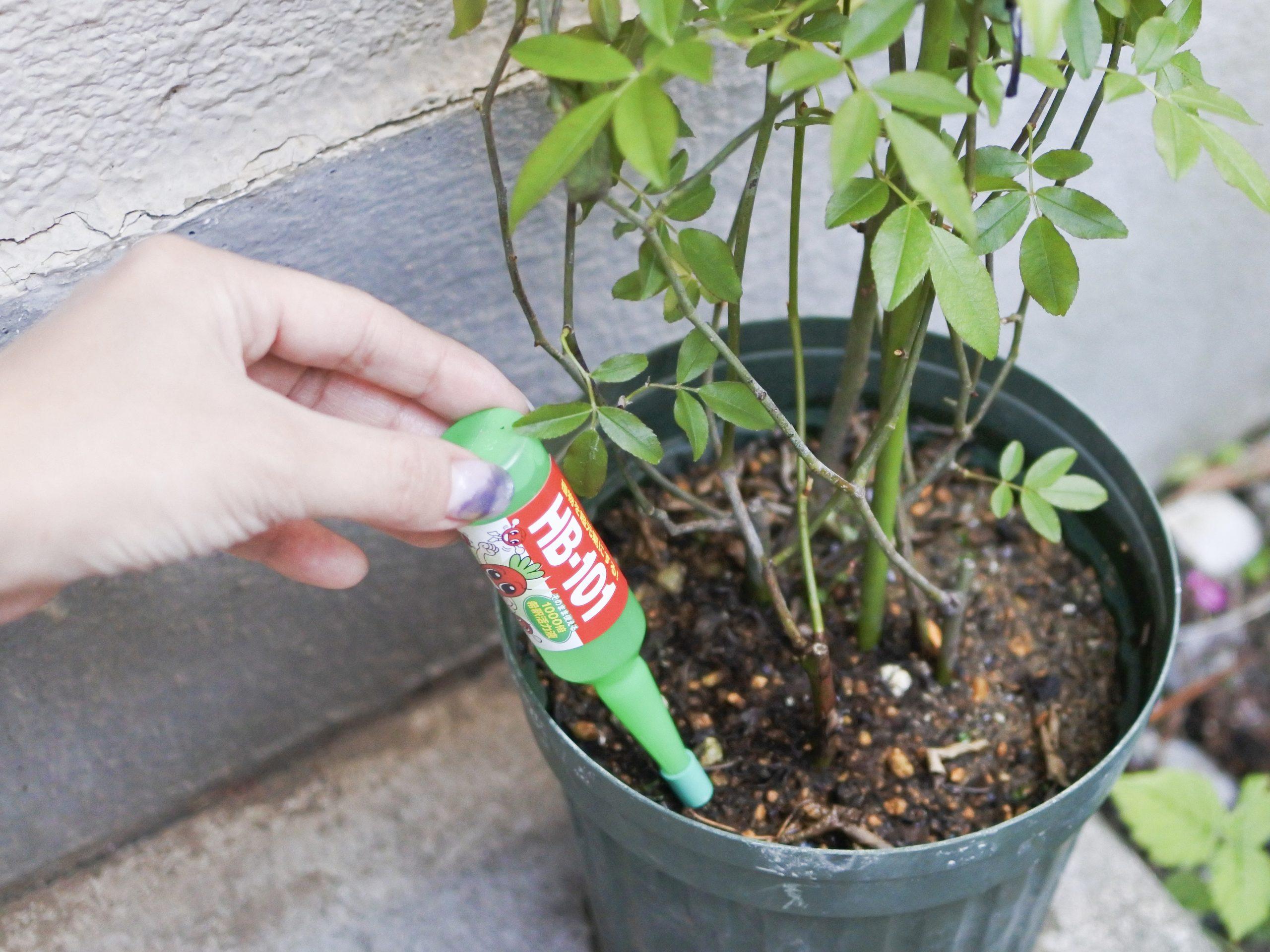 肥料の選び方がわからなくても大丈夫！ すべての植物に使えるコレが