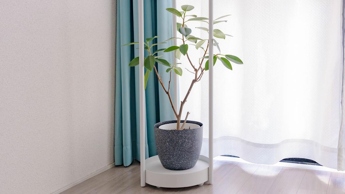 山崎実業のプランタースタンドで、観葉植物を育てるハードルが下がった