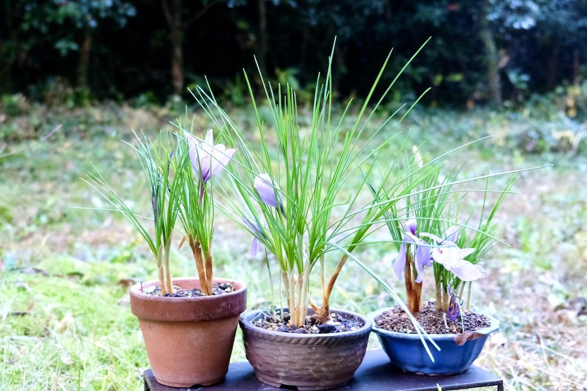 鉢植えで育ててた「サフラン」の花が綺麗に咲いて嬉しい！ 収穫して