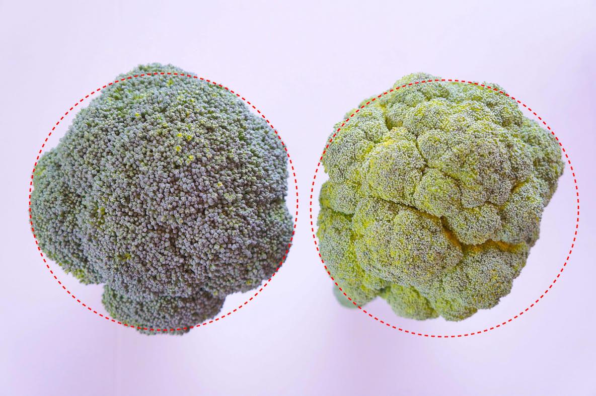 アレを見るだけで新鮮さがわかる！美味しいブロッコリーの見分け方