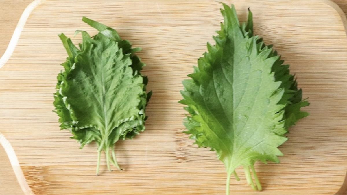 5天後仍然新鮮！「HARIO的隱藏寶石」讓紫蘇和香草保質期更長的秘密技巧