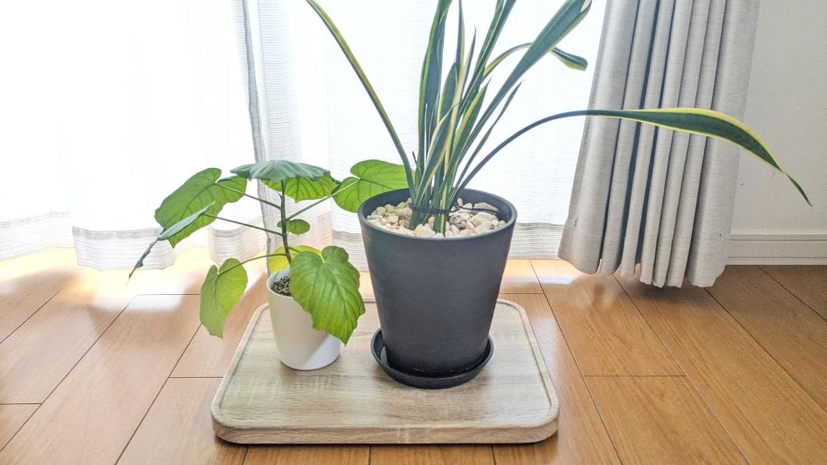 看似不起眼的「托盤式推車」是移動植栽&小家電好幫手!以前掃不到的角落都變乾淨了 看似不起眼的「托盤式推車」是移動植栽&小家電好幫手!以前掃不到的角落都變乾淨了