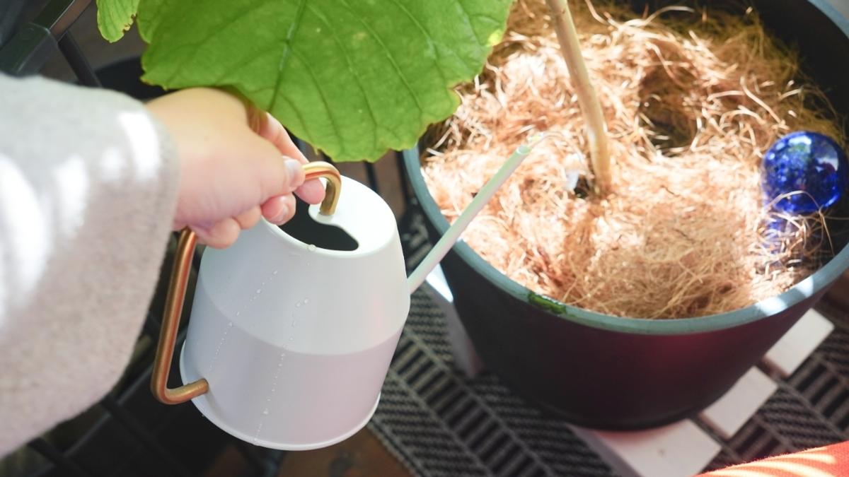 植物總是養不活?推薦2款SUSTEE與IKEA好物讓你輕鬆當園藝達人 植物總是養不活?推薦2款SUSTEE與IKEA好物讓你輕鬆當園藝達人