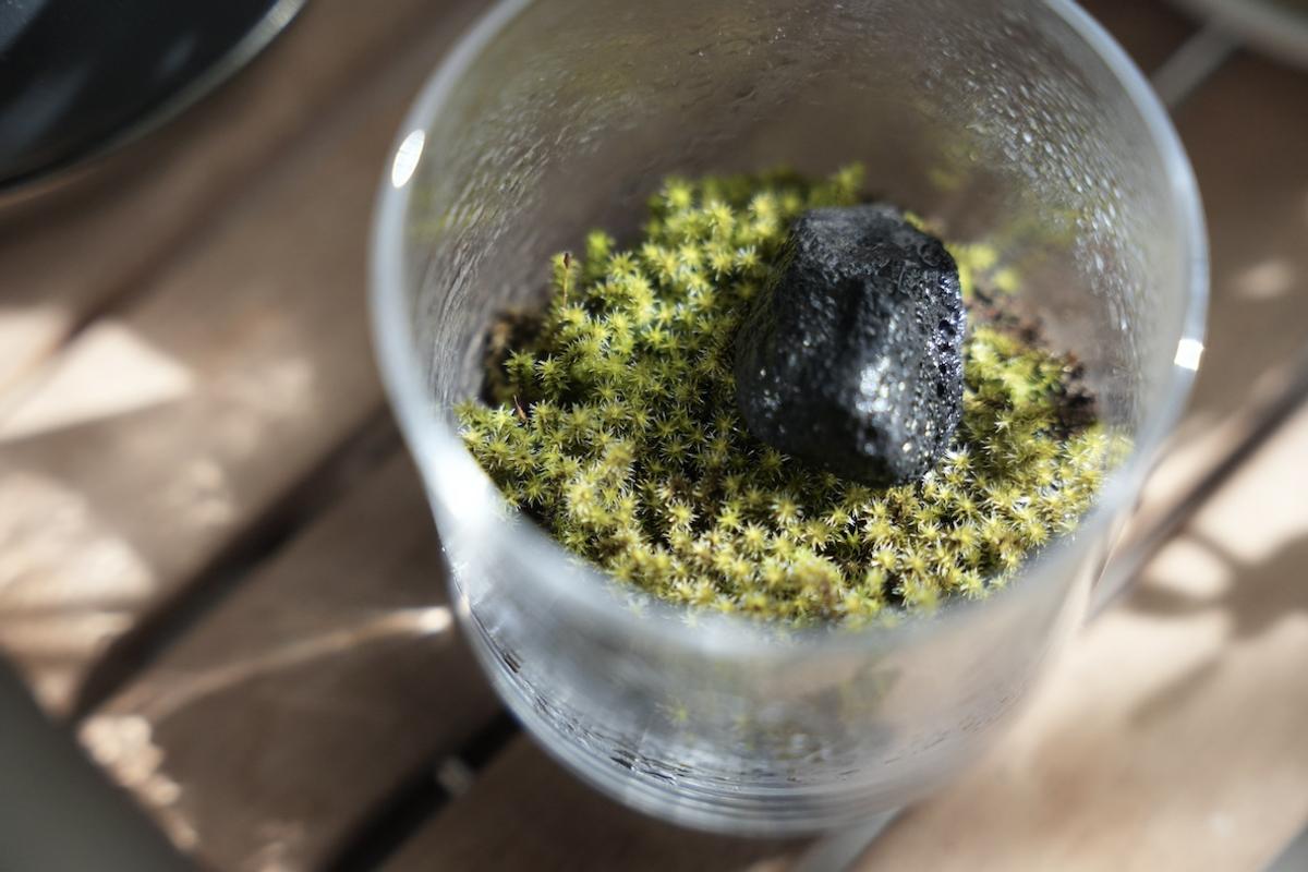 看著辦公桌上的玻璃苔蘚慢慢長大,讓我感到療癒及放鬆 看著辦公桌上的玻璃苔蘚慢慢長大,讓我感到療癒及放鬆