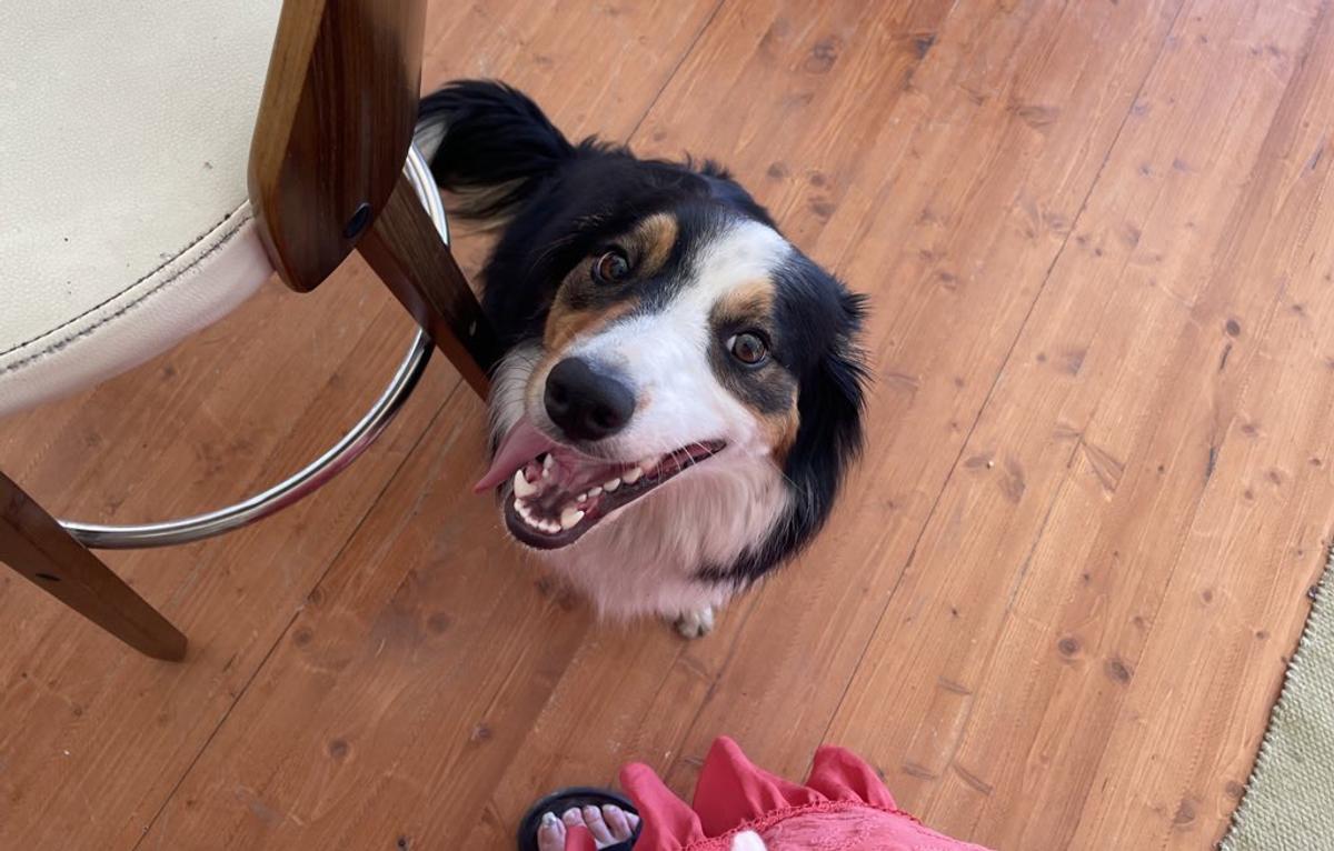 「レッドロックチップハニーソイチキン」