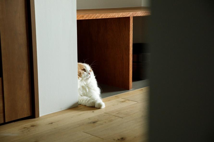 ベンチの下でくつろぎ、遠くをみつめるこむちゃん