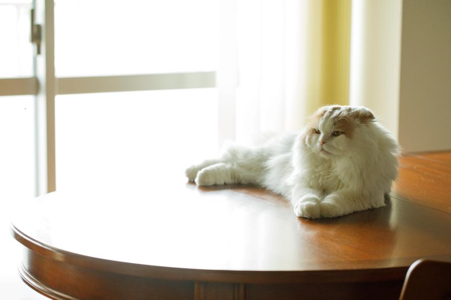 テーブルの上でくつろぐこむちゃん