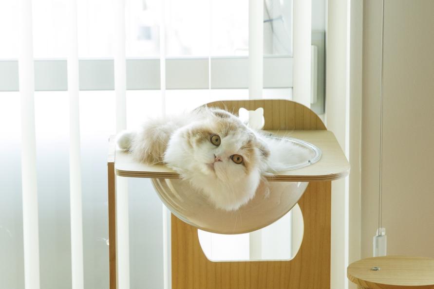 キャットタワーでくつろぐこむちゃん。カメラ目線でかわいい