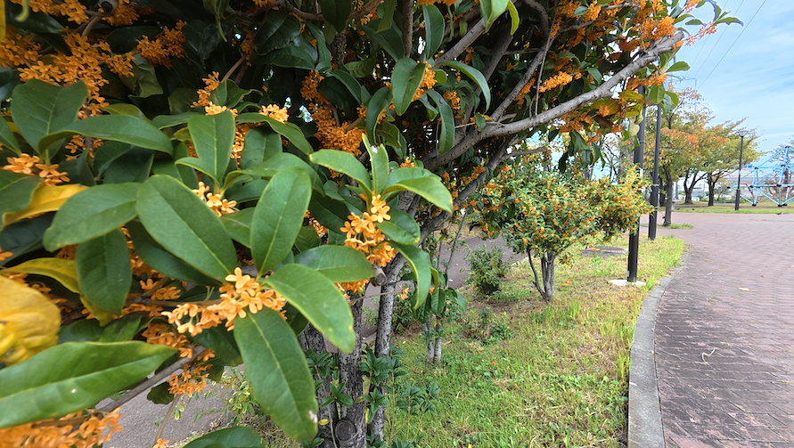 手前にオレンジの花が咲いた植樹と奥に青空