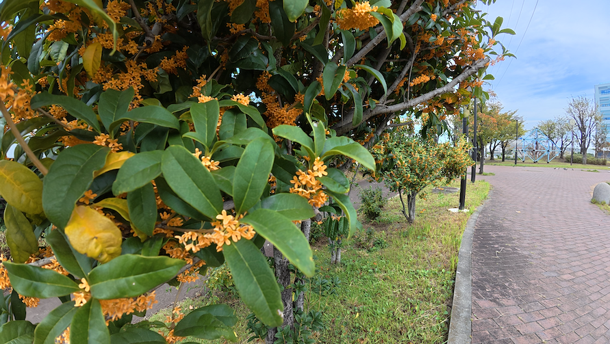 手前にオレンジの花が咲いた植樹と奥に青空と青いオブジェが見える