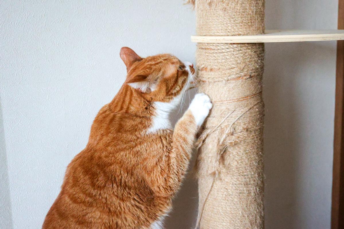 エステーラ「キャットタワーロープ」