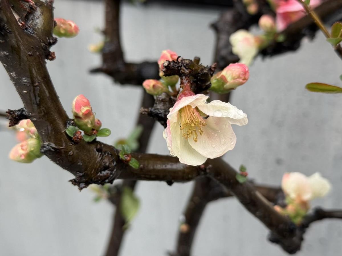 ワークマン「ディアライト防水シューズ」