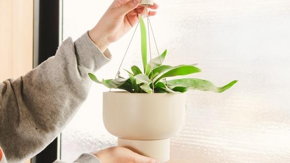 marna（マーナ）の「ハンギングプラントポット」で植物をつるして
