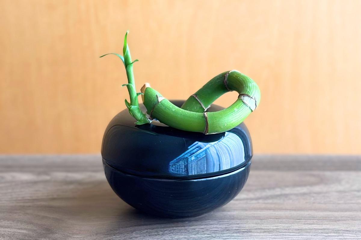 山崎実業「コバエ＆消臭 ポット」を挿し木入れとして活用