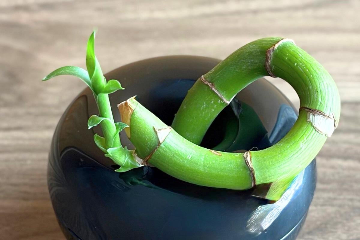 山崎実業「コバエ＆消臭 ポット」の穴にミリオンバンブーがフィットしている様子